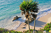 Palme über tropischem Strand, Luftaufnahme