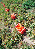 Korb mit Tomaten auf einem Feld, Malta