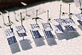 Moskito-Identifizierung für Malaria-Ausrottung