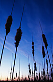 Bulrush Plants In Silhouette