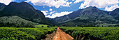 Blick über einen Weg in einem Teeplantagengebiet in Richtung Mt Mulanje