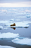 Walross gestrandet auf schwimmendem Eis