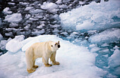 Polar Bear On Pack Ice, High Angle View