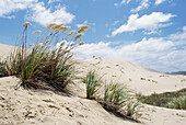 Sand Dunes At Ninety Mile Beach