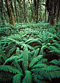 Ferns In Thick Forest Beside The Routeburn Track