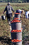 Workers Picking Tomatoes