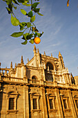 Orange Trees By Cathedral Gilrada