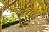 Baumgesäumte Allee im Stadtpark