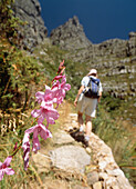 Woman Walking Up The Platteklip Gorge To The Top Of Table Mountain