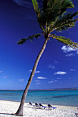 Four Sun Loungers On Empty Tropical Beach Beside Palm Tree