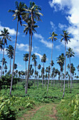 Tracks Through Coconut Plantation
