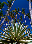 Cactus With Palm Trees In Background, Close Up