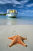 Starfish On Beach With Boat In Background, Close Up