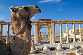 Kamel vor Ruinen
