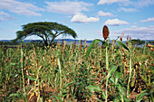 Field With Crops Of Red Sorgham, Millet, Maize And Cow Peas
