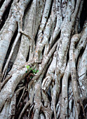 Fig Tree Vine, Mt Meru, Close Up