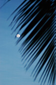 Blick durch die Palme zum Mond in der Abenddämmerung