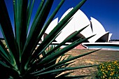 Lotus Temple As Seen Through Palm Plant