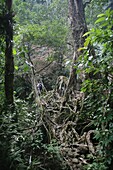 Ein Rucksacktourist wandert über einen natürlichen Steg im Wald