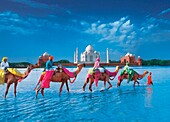 Männer auf Kamelen gehen durch den Fluss mit dem Taj Mahal im Hintergrund
