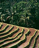 Rice Terraces And Palm Trees, Close Up