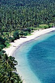 Üppiger Palmenwald und Strand, Luftaufnahme