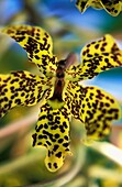 Gelb und schwarz gefleckte Orchidee