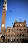 Der Dom von Siena und fliegende Vögel