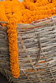 Line Of Marigolds Coming Out Of Basket, Close Up