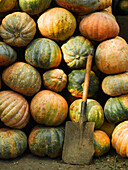 Stacked Pumpkins And Shovel, Close Up