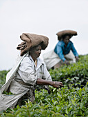 Frau pflückt Tee auf einer Plantage