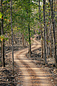 Dirt Road durch Pench National Park.