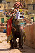 Mahout und Tourist auf Elefant im Amber Fort