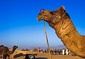 Kamel auf dem Pushkar Markt, Nahaufnahme Kopf