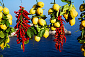 Bündel von Chilis und Zitronen auf einer Reling, Meer im Hintergrund