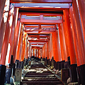 Rote Torii-Bögen über den Stufen des Inari-Tempels.
