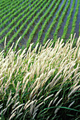 Weißes Gras neben den Reisfeldern