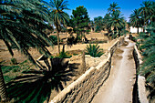 Agriculture District In Old Town, Ghadames