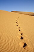 Fußabdrücke in Sanddüne, Ubari Sand Sea