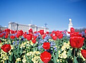 Blick durch Tulpen auf den Buckingham Palast und das Queen Victoria Memorial