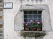 Geranien im Fenster eines alten Hauses im Dorf Torla