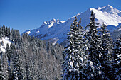 Schweizer Alpen und Tannenbäume