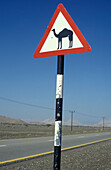 Beware Camel Road Sign On Desert Highway