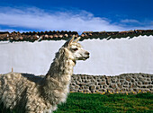 Llama Infront Of Wall, Side View