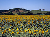 Sonnenblumenfeld und Hügel