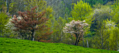 Artist's Choice: Bäume rund um ein Feld, Blomidon, Neuschottland