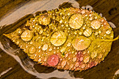 Regentropfen auf einem Indianerbirnenblatt, Bedford, Neuschottland