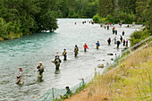 Kampffischen auf dem Russian/Kenai River während des Sockeye-Lachs-Laufs im Juli, Süd-Zentral-Alaska, Kenai-Halbinsel