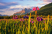 Wild Iris Blooming In Front Of Pioneer Peak Sc Alaska Summer Mat-Su Valley