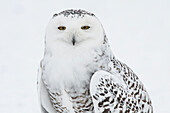 Snowy Owl Standing On Snow, Saint-Barthelemy, Quebec, Canada, Winter